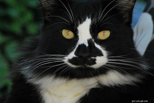 6 Subtle Indicators Your Cat Might Be Ill – Spot Them Early