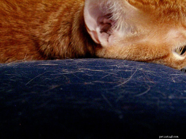6 Subtle Indicators Your Cat Might Be Ill – Spot Them Early