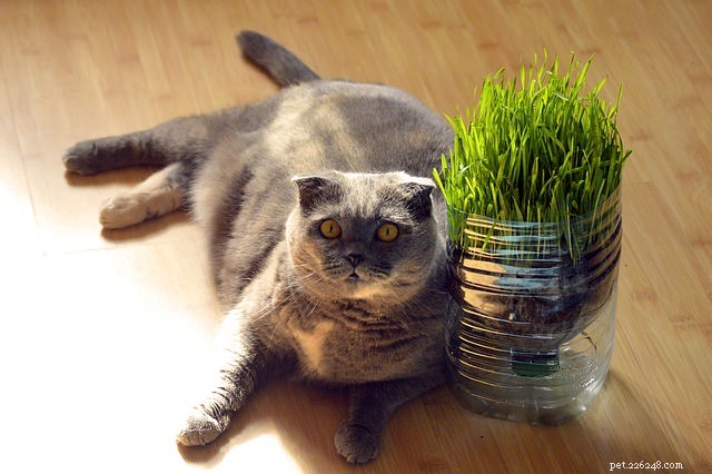 5 Major Health Risks of Cat Obesity – Protect Your Feline Friend