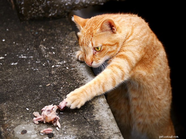 Wet vs. Dry Cat Food: Weighing the Pros and Cons for Your Feline