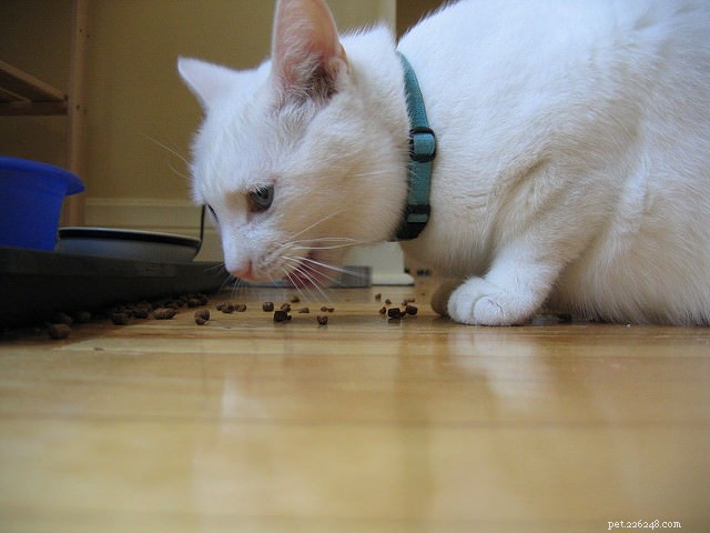 Wet vs. Dry Cat Food: Weighing the Pros and Cons for Your Feline