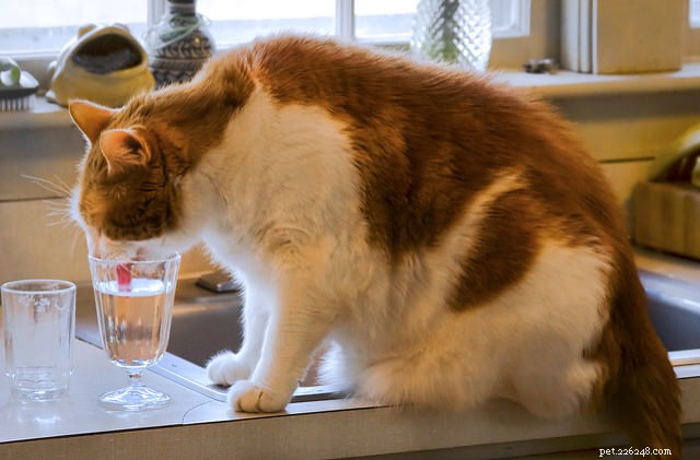 9 Expert Tips for a Long, Healthy Life for Your Cat