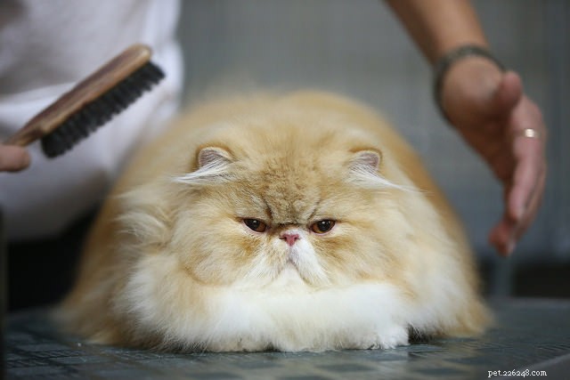 9 Expert Tips for a Long, Healthy Life for Your Cat