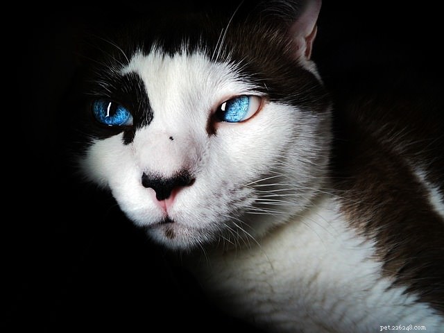 9 Expert Tips for a Long, Healthy Life for Your Cat