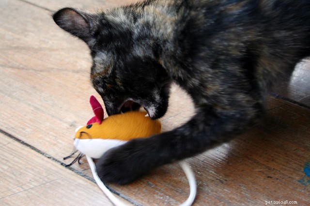 9 Expert Tips for a Long, Healthy Life for Your Cat