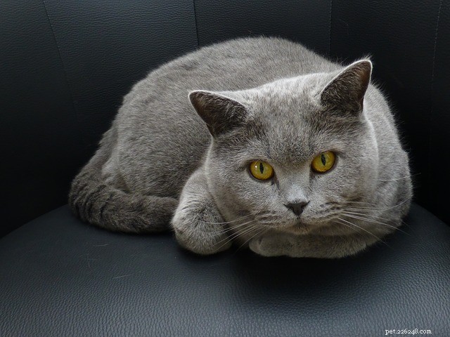 Essential Kidney Health Tips for Your Cat – Early Detection Can Save Her Life