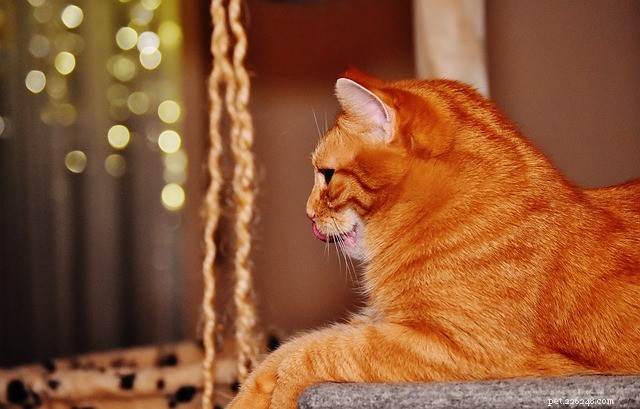 Essential Kidney Health Tips for Your Cat – Early Detection Can Save Her Life