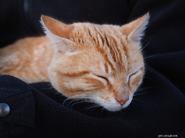 Essential Kidney Health Tips for Your Cat – Early Detection Can Save Her Life
