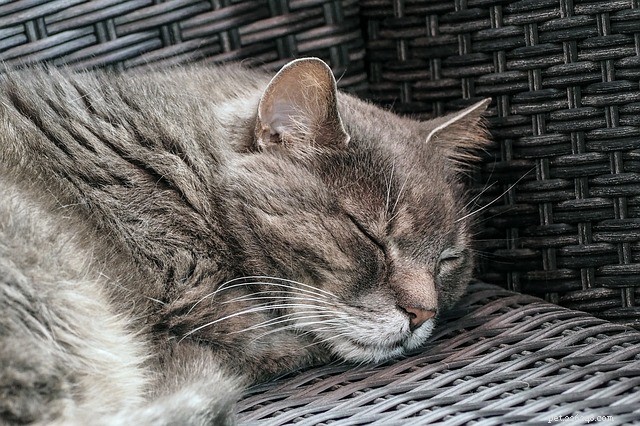 Essential Kidney Health Tips for Your Cat – Early Detection Can Save Her Life