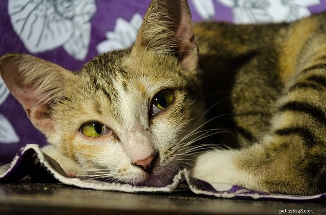 Top 7 Health Conditions Every Senior Cat Needs to Know