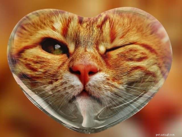 Top 7 Health Conditions Every Senior Cat Needs to Know