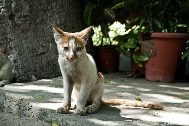 Top 7 Health Conditions Every Senior Cat Needs to Know