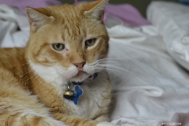 Top 7 Health Conditions Every Senior Cat Needs to Know