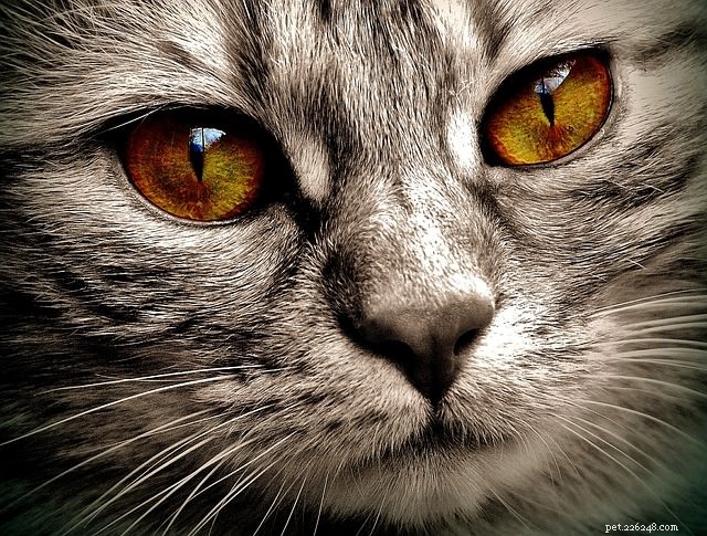 Understanding Spotting in Your Cat’s Eyes: Causes, Risks, and Care
