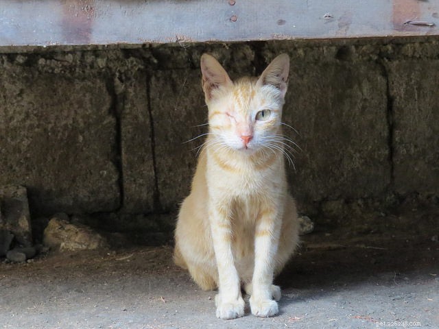 Understanding Spotting in Your Cat’s Eyes: Causes, Risks, and Care
