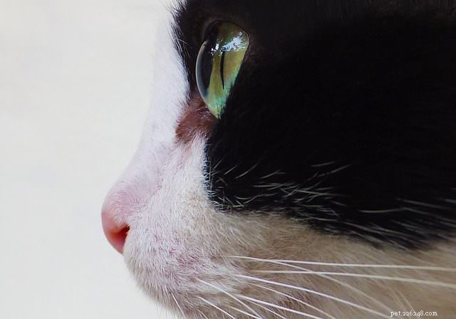 Understanding Spotting in Your Cat’s Eyes: Causes, Risks, and Care