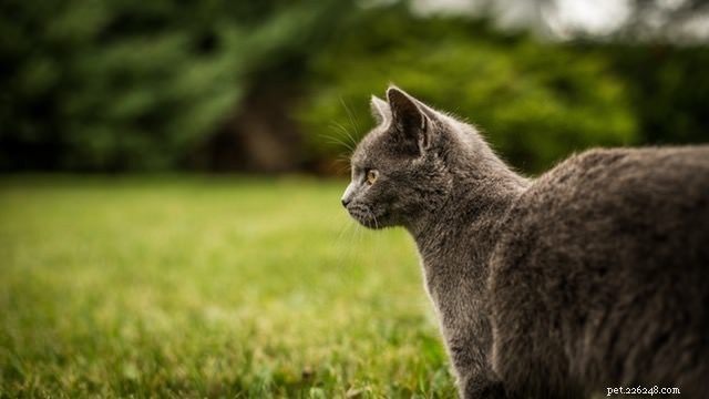 Urgent Health Alert: Cat Tests Positive for Rabies in Navarre, Florida