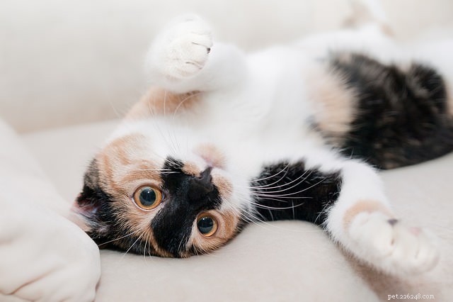 Top 3 Cat Cancers: Early Detection and Effective Treatment