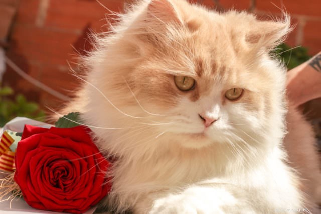 Top 3 Cat Cancers: Early Detection and Effective Treatment