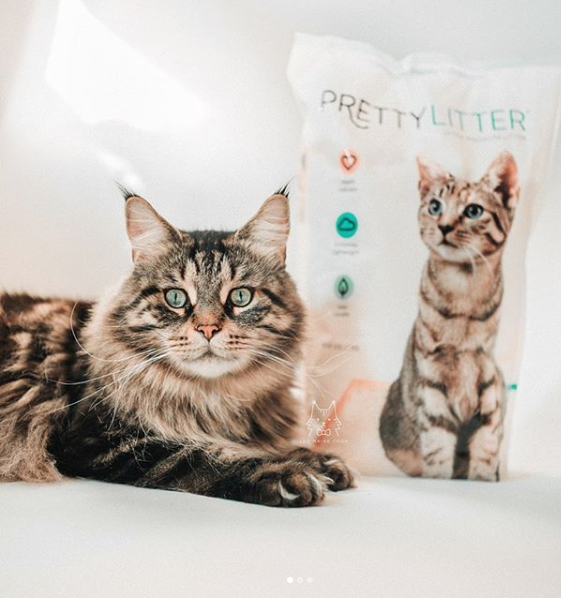 5 Easy, Effective Ways to Eliminate Litter Box Odor