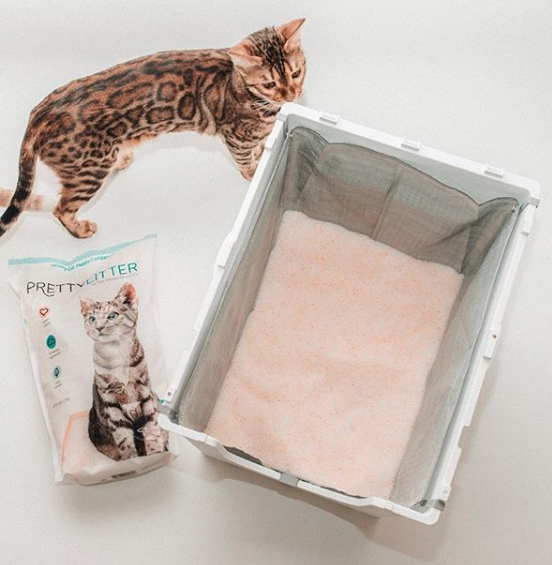 5 Easy, Effective Ways to Eliminate Litter Box Odor