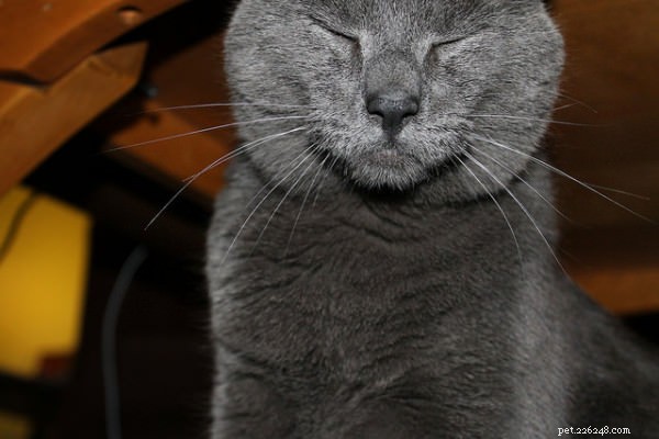 What a Cat s Slow Blink Reveals About Your Relationship