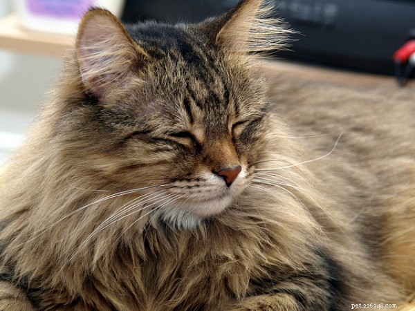 What a Cat s Slow Blink Reveals About Your Relationship