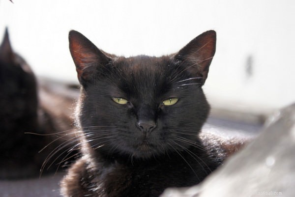 What a Cat s Slow Blink Reveals About Your Relationship