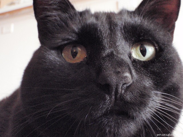 Top 5 Jobs Where Cats Excel