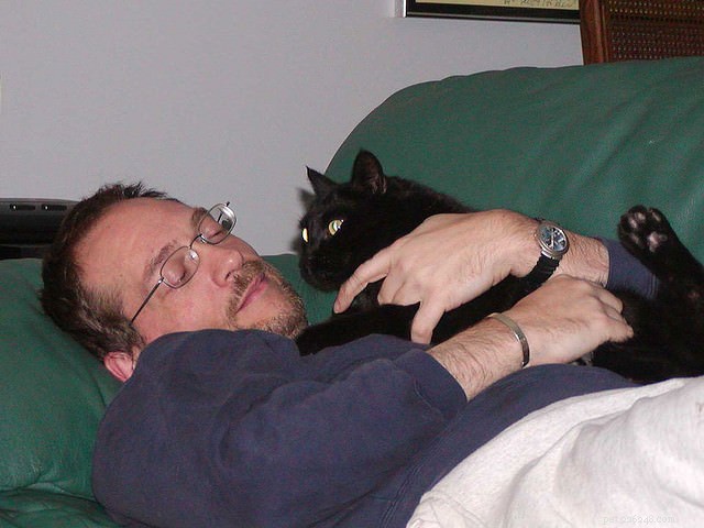 Top 5 Jobs Where Cats Excel
