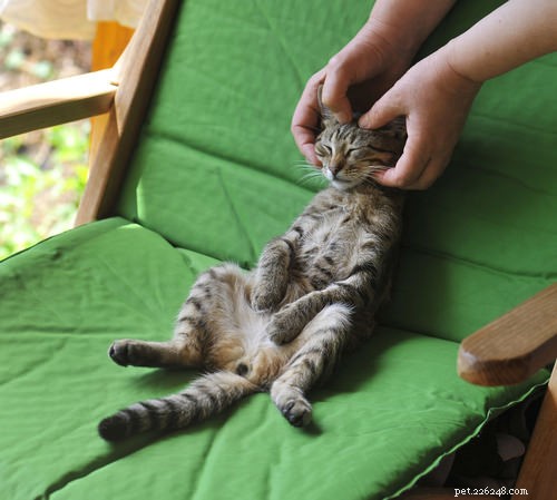 10 Insights That Only Cat Lovers Truly Grasp