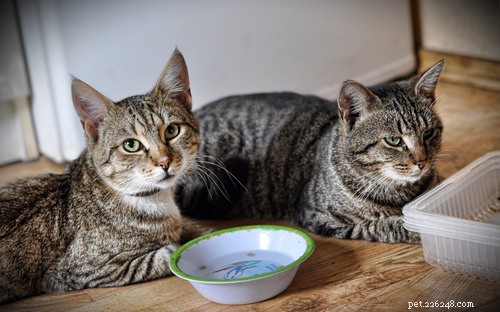 10 Insights That Only Cat Lovers Truly Grasp