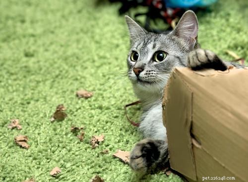 10 Insights That Only Cat Lovers Truly Grasp