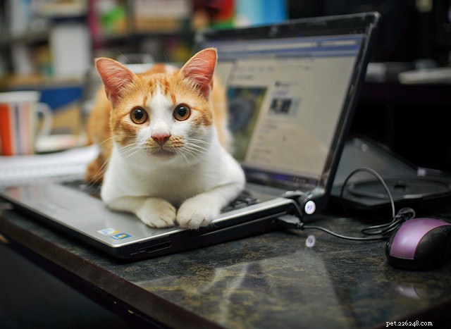 10 Insights That Only Cat Lovers Truly Grasp