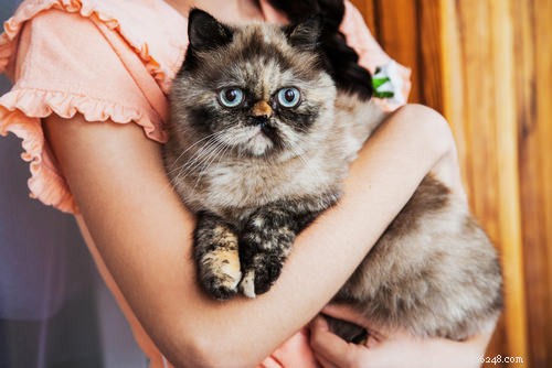 10 Cat Secrets: What Your Feline Wishes You Knew