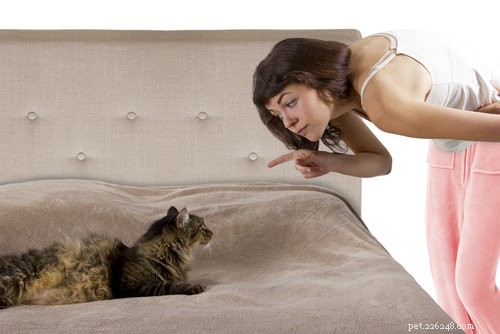 10 Cat Secrets: What Your Feline Wishes You Knew