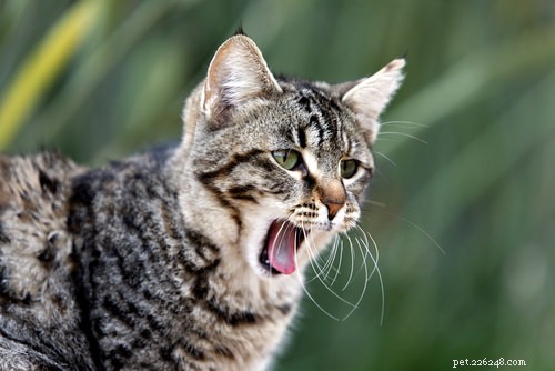 10 Insights That Only Cat Lovers Truly Grasp