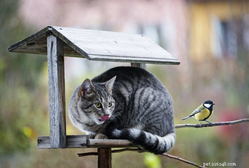 10 Insights That Only Cat Lovers Truly Grasp