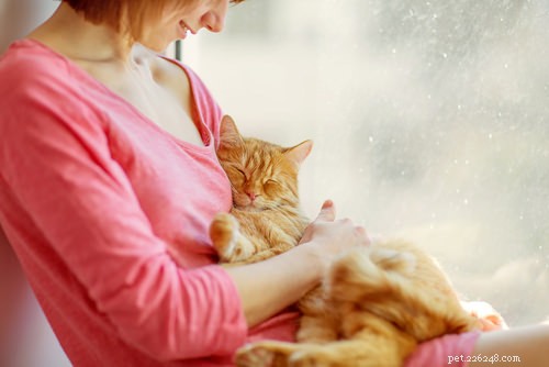 10 Cat Secrets: What Your Feline Wishes You Knew