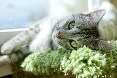 10 Cat Secrets: What Your Feline Wishes You Knew