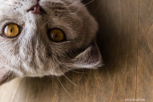 10 Cat Secrets: What Your Feline Wishes You Knew