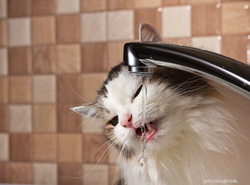 10 Cat Secrets: What Your Feline Wishes You Knew