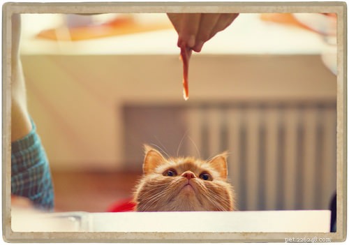 10 Cat Secrets: What Your Feline Wishes You Knew