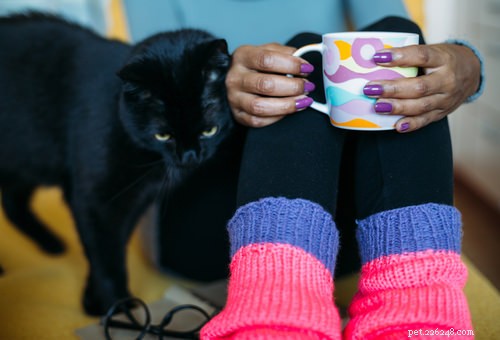 10 Cat Secrets: What Your Feline Wishes You Knew