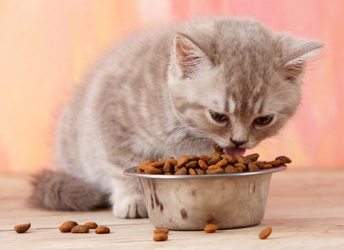 Traveling with Cats: 6 Expert Tips to Keep Your Feline Calm