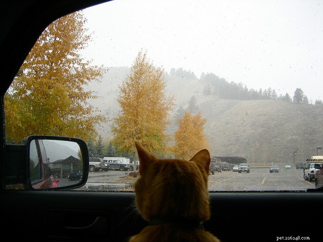 Traveling with Cats: 6 Expert Tips to Keep Your Feline Calm