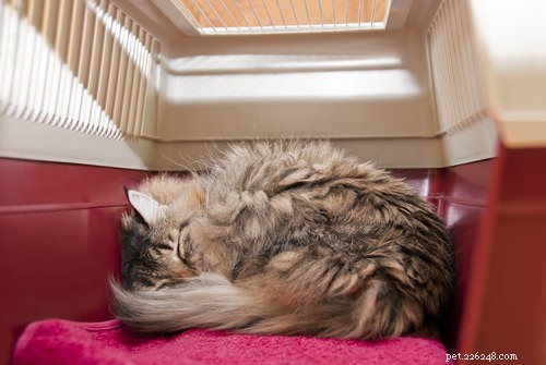 Traveling with Cats: 6 Expert Tips to Keep Your Feline Calm