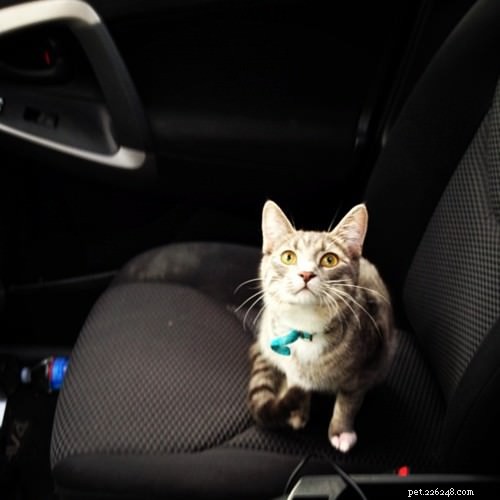 Traveling with Cats: 6 Expert Tips to Keep Your Feline Calm