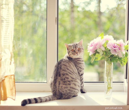 5 Proven Tips to Become the Best Cat Owner in 2024