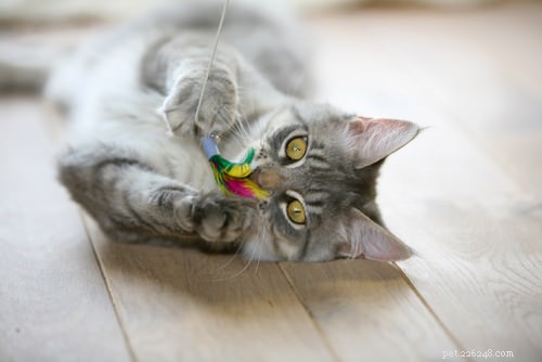 5 Proven Tips to Become the Best Cat Owner in 2024